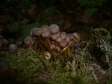 Mycena renati image