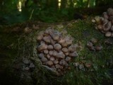 Mycena renati image