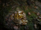 Mycena renati image