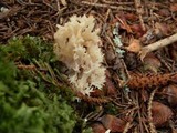 Clavulina coralloides image