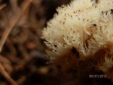Clavulina coralloides image