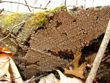 Xylobolus frustulatus image