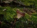 Peziza micropus image