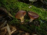 Peziza micropus image