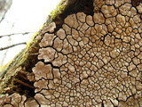 Xylobolus frustulatus image