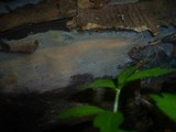 Phlebia livida image