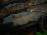 Phlebia livida image