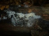 Sistotrema brinkmannii image