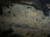Botryohypochnus isabellinus image