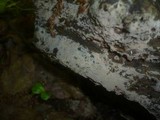 Botryohypochnus isabellinus image