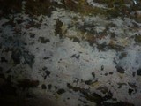 Botryohypochnus isabellinus image