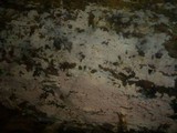 Botryohypochnus isabellinus image
