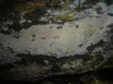 Botryohypochnus isabellinus image