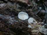 Crepidotus caspari image