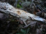Crepidotus caspari image