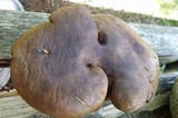 Boletinellus merulioides image