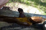 Boletinellus merulioides image