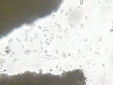 Polyporus cryptopus image