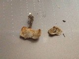 Polyporus cryptopus image