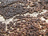 Hypoxylon fragiforme image