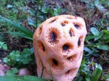 Clathrus crispus image