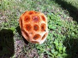 Clathrus crispus image