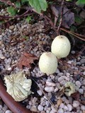 Leucocoprinus flavescens image