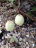 Leucocoprinus flavescens image