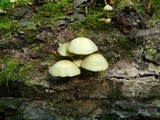 Hypholoma fasciculare var. fasciculare image