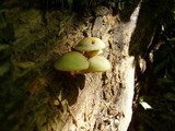 Hypholoma fasciculare var. fasciculare image