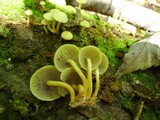 Hypholoma fasciculare var. fasciculare image
