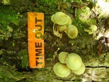 Hypholoma fasciculare var. fasciculare image