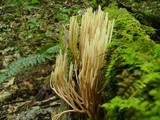 Ramaria stricta image