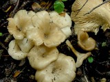 Clitocybula dusenii image