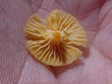Rickenella fibula image