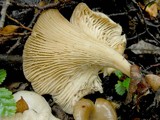 Clitocybula dusenii image