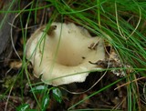 Clitocybula dusenii image
