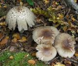 Coprinopsis romagnesiana image