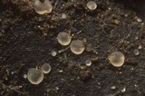 Orbilia sarraziniana image