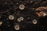 Orbilia sarraziniana image