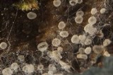 Orbilia sarraziniana image
