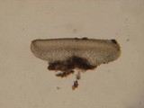 Orbilia sarraziniana image