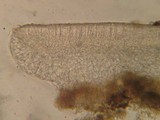 Orbilia sarraziniana image