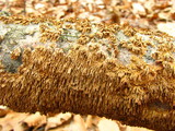 Hydnochaete olivacea image