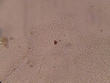 Orbilia sarraziniana image