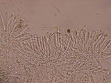 Orbilia sarraziniana image
