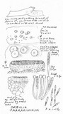 Orbilia sarraziniana image