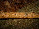 Hydnochaete olivacea image