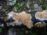 Basidioradulum radula image