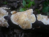 Basidioradulum radula image